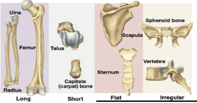 Figure 1. Anatomical classification of bone types (3) 