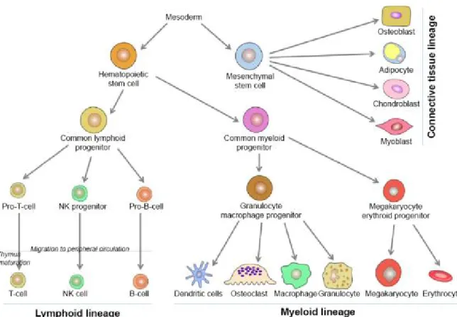 Figure 2. Hematopoiesis lineages: origin of different types of blood and bone tissue cells (1) 