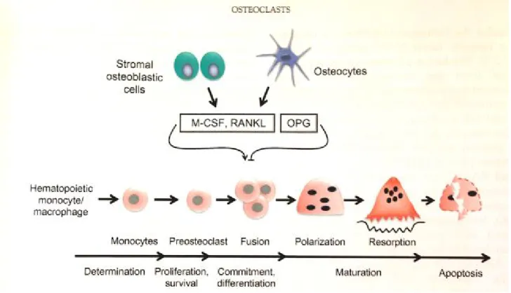 Figure 4. Osteoclast life cycle: aggregation and fusion of mononuclear precursor cells to form  mature and multinucleated osteoclasts (5) 