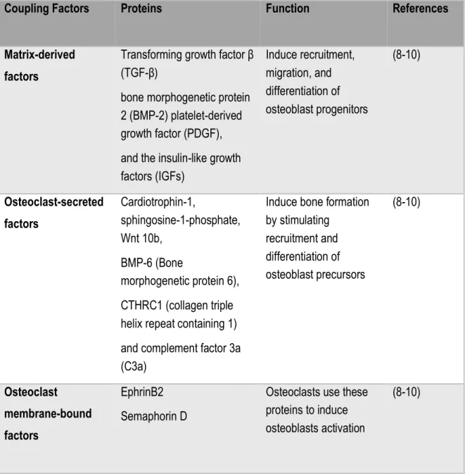 Table 1. Osteoclasts and osteoblasts coupling factors: interaction between the two main bone  lineages, osteoclasts and osteoblasts includes many other proteins that have crucial function  in bone modeling and remodeling