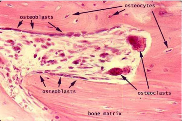 Figure 5. Illustration of the bone remodeling process and the cell types (13) 