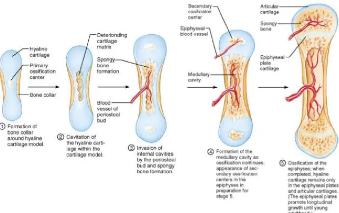 Figure  6.  Endochondral  ossification  steps:  the  cartilage  template  developed  over  time  to  become bone (14) 