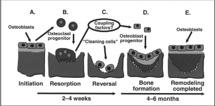 Figure 7. Bone remodeling cycle: the five phases of the bone remodeling cycle(15) 