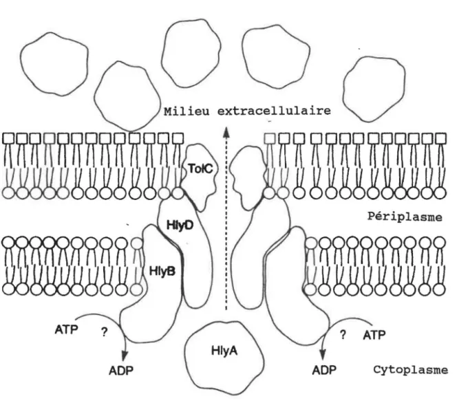 Figure  5.  Système  de  sécrétion  sec-indépendant  (type  I)  de  l'alpha-hémolysine  de  E