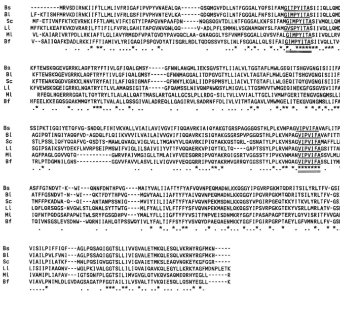 Figure  9.  Alignement  des  séquences  en  acides  aminés  des  protéines  SecY  provenant  de  différentes  bactéries   Gram-positives  (Bs,  Bacillus  subtilis  (Suh  et  al.,  1990);  Bl,  Bacillus  licheniformis  (Tschauder  et  al.,  1992;  sc,  Stap
