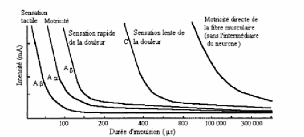 Figure I.3. : Courbes d’intensité-durée des fibres nerveuses tactiles, motrices, nociceptives   et des fibres musculaires (Bussières &amp; Brual, 2001) 