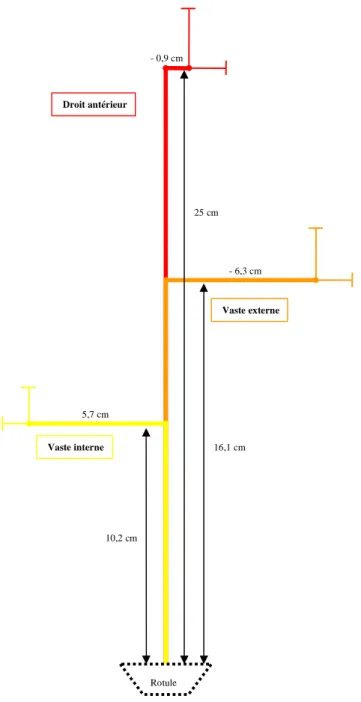 Figure III.1. : Cartographie de la localisation verticale et horizontale (exprimée en cm) des points moteurs du vaste  interne, vaste externe et droit antérieur