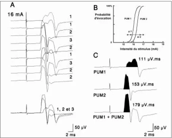 Fig. 3. Phénomènes d’alternation et de dispersion temporelle avec interaction de phases.