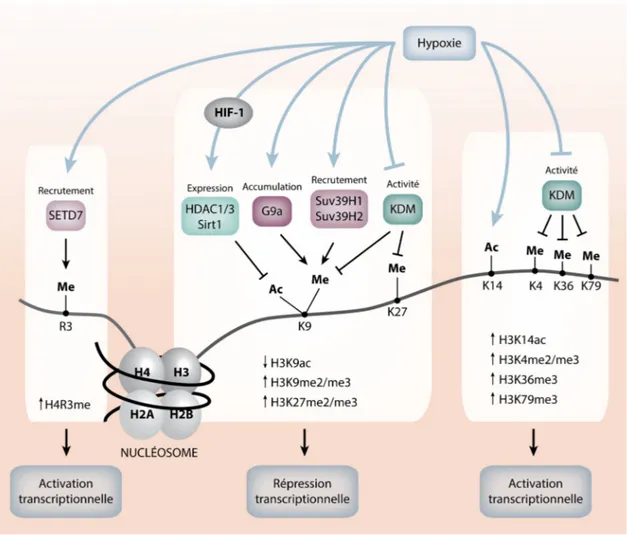 Figure 1.6: La régulation des modifications post-traductionnelles des histones en hypoxie