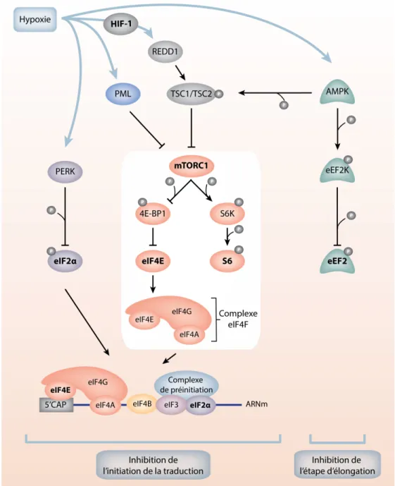 Figure 1.7: La répression globale de l’initiation de la traduction en hypoxie. 