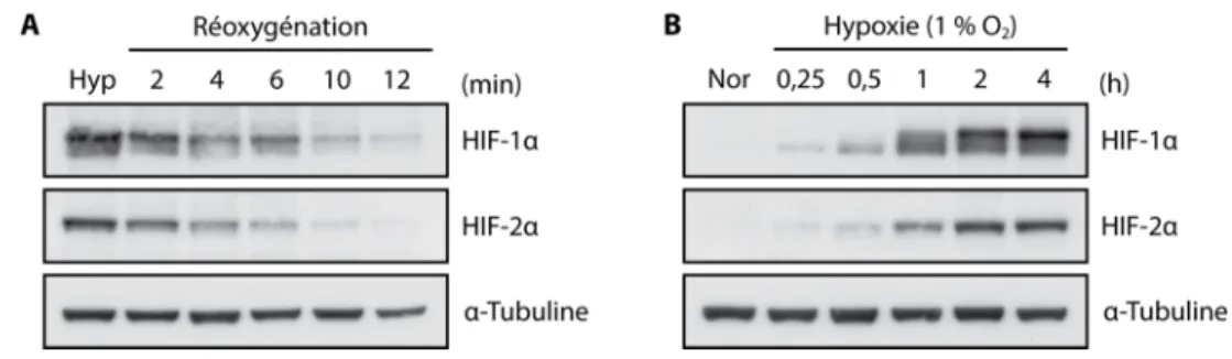 Figure 1.8: Les cinétiques de dégradation et stabilisation des HIF-α. 