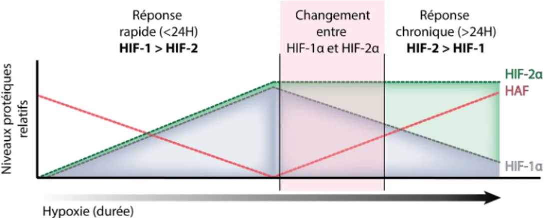 Figure 1.10: Les niveaux et l’implication respectives de HIF-1 et HIF-2 dans la réponse hypoxique