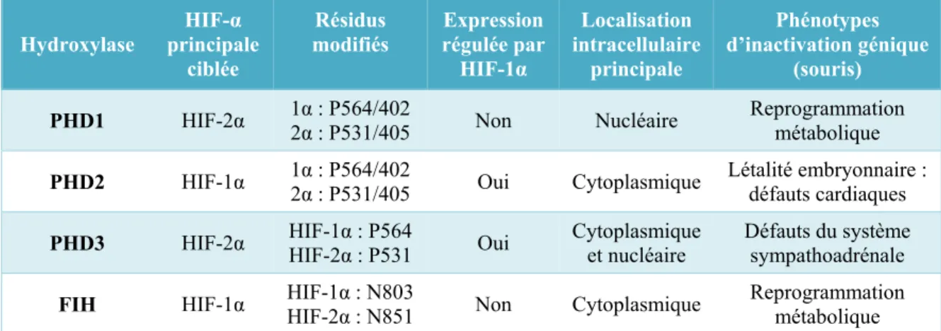 Tableau 1.1: Les caractéristiques des hydroxylases ciblant les HIFα. 