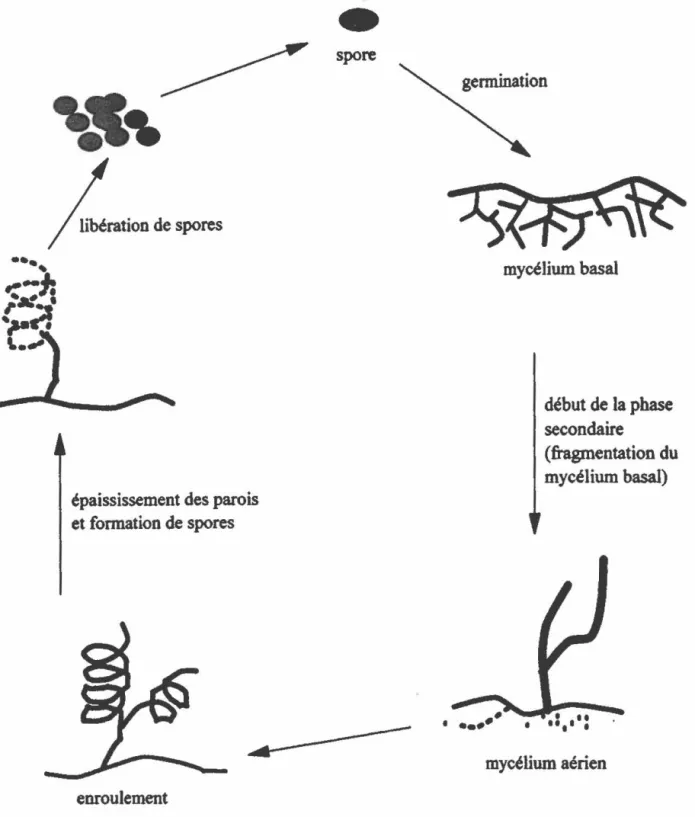 Figure 1 : Le cycle de vie  des  streptomycètes. 