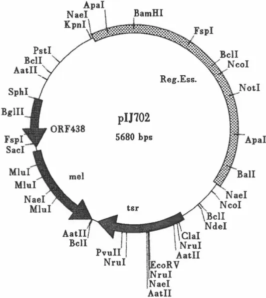 Figure 2 : La  carte  génétique du plasmide pU702 