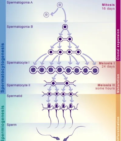 Figure 1-2 : La spermatogenèse. 