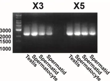 Figure 2-3 : PCR amplification of cDNA encoding PDE10A variants X3 and X5 in bovine testis and  spermatogenic germ cells