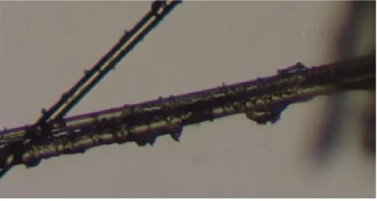 Fig. 7 Optical micrographs of recycled fibers 