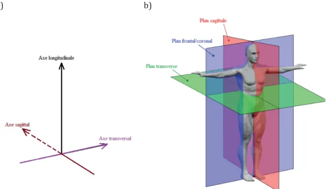 Figure 9. Système de référence a) des axes et b) des plans en anatomie du corps humain