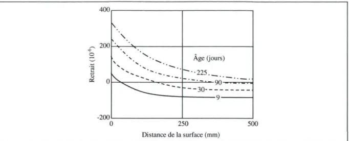 Figure 1.15 - Progression du retrait dans le temps en fonction de la distance de la surface  de séchage (séchage empêché dans les autres directions) 