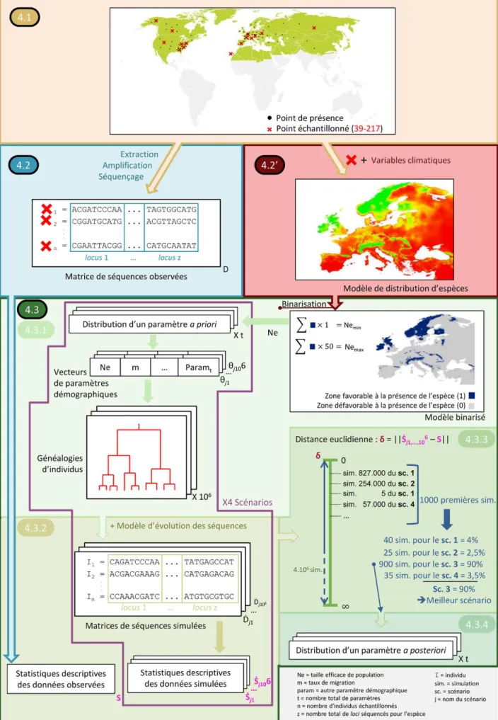 Figure  4  :  diagramme  schématisant  les  étapes  principales  mises  en  œuvre  dans  la  présente  étude  afin  de  reconstruire  l’histoire biogéographique des bryophytes d’Europe tempérée