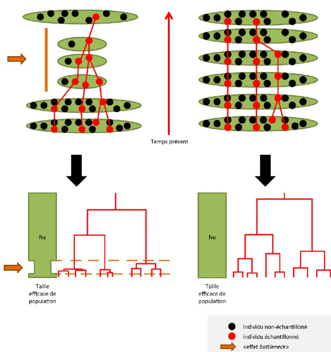 Figure  7  :  exemples  de  généalogies  d’individus  simulées  par  coalescence  sur  base  de  deux  scénarios  biogéographiques  distincts