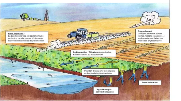 Fig. 1 – Illustration de l’action d’une bandes enherb´ee.