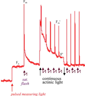 Figure  4.  Évolution  de  l’intensité  des  fluorescences  dans  le  rouge  (RF)  et  dans  le  proche  infrarouge  (FRF)  de  la  chlorophylle a isolée en fonction de la concentration de la  solution en chlorophylle  a (Buschmann, 2007 basé sur les  trav