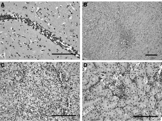 Table 2. Summary of Macroscopic and Microscopic Findings Observed in Usutu Virus-Infected Birds