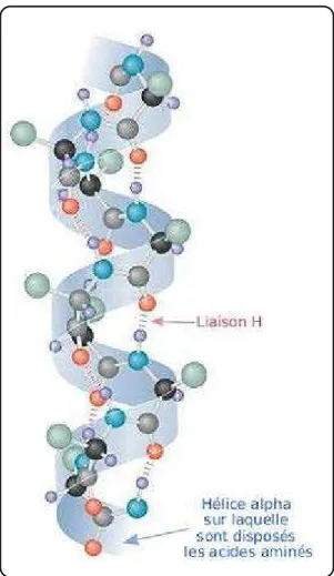Figure 13: Représentation de la structure en hélice  α  d’une protéine. 