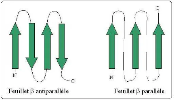 Figure 14 : Représentation de la structure en feuillets  β  d’une protéine. 