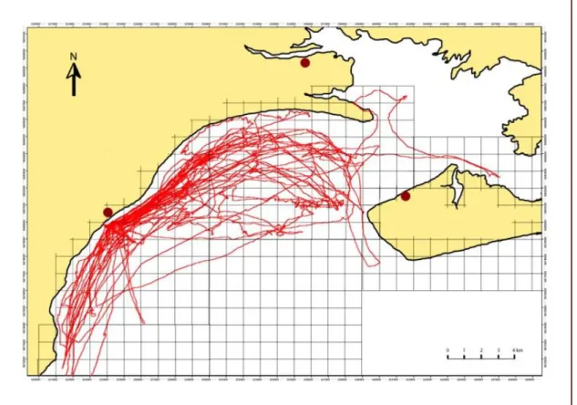 Figure 1 : Ensemble des transects effectués dans la baie de San Antonio entre le 20 janvier et le 1 er  mai 2011.Les  points rouges représentent l’emplacement des villes