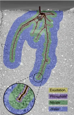 Figure 10: Rhizospheric boundaries regarding to chemical species: exudates  accumulation, phosphate, nitrate and water depletion (From York, 2016 [65]) 