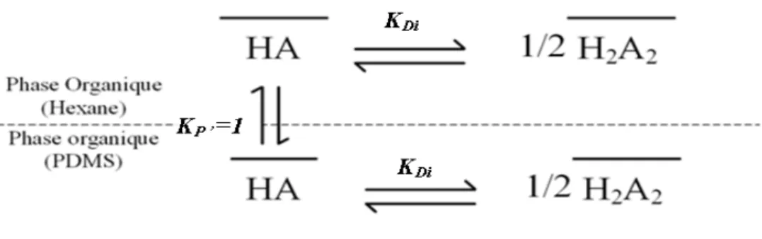 Figure 15 : Partage d’un composé lors de sa désorption depuis le PDMS vers l’hexane 