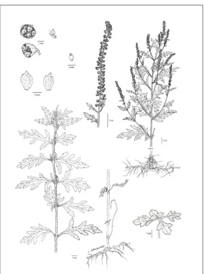 Figure 2 : Ambrosia psilostachya (Observatoire des ambroisies – www.ambroisie.info) 