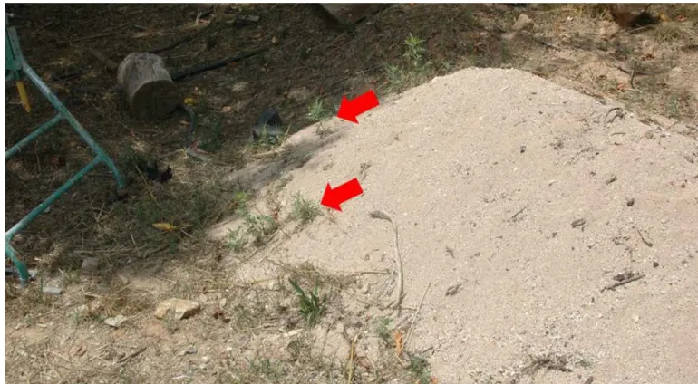 Figure  8 : Tas  de sable contenant des drageons d’A. psilostachya  (fléches rouges), Les Arcs (Var),  juin 2014
