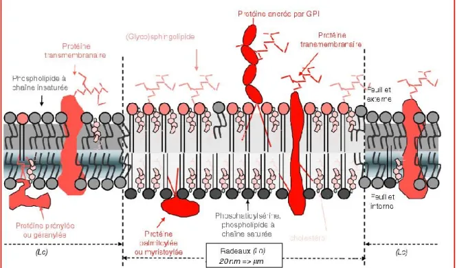 Figure 4 : Représentation schématique de la composition des radeaux lipidiques 