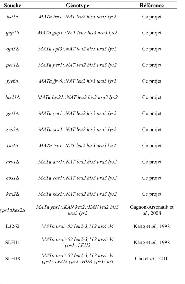Tableau I : Souches de Saccharomyces cerevisiae utilisées 