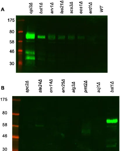 Figure 7 : La forme endogène de Yps1p est relâchée de manière plus importante dans les  mutants  déclenchant  l’UPR  indépendamment  du  domaine  liant  les  protéines  mal repliées de Ire1p