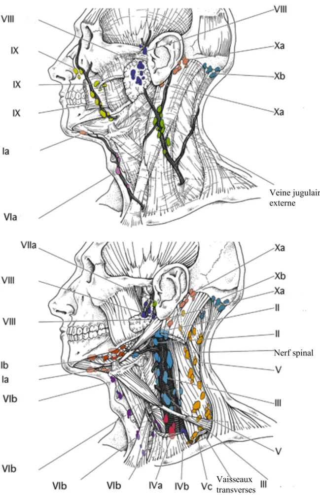 Figure 1 : Représentation anatomique des aires ganglionnaires cervico-faciales. En haut les lymphocentres  superficiels, en bas les lymphocentres profonds [3] 