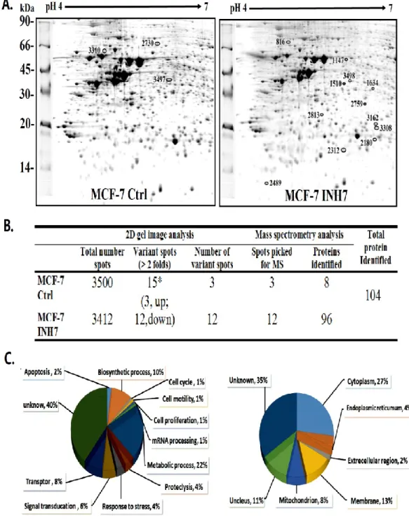 Figure 3 Proteomic analysis of INH7 treated MCF-7 cells vs. untreated MCF-7 cells 