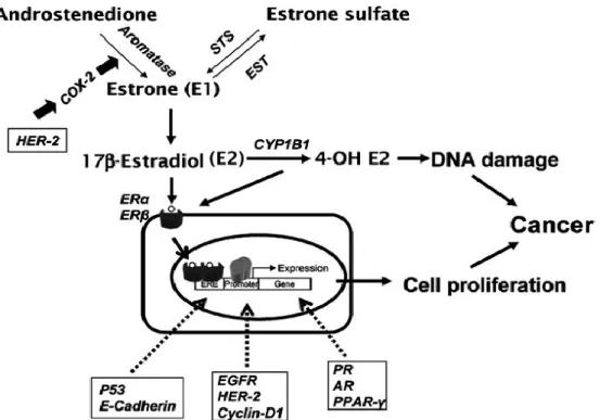 Figure 5. Schematic illusion of dual function of Estradiol as growth factor and pro- pro-carcinogen in initiation and progression of breast cancer
