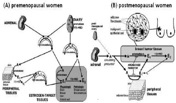 Figure 7. Modeling of Estrogen formation in pre- and post-menopausal women (Bulun  et al