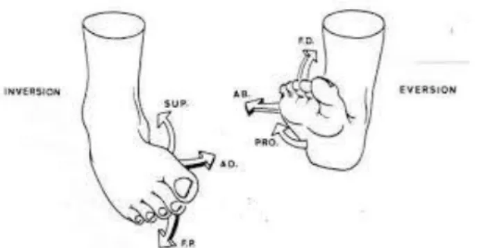 Figure 5 : Mouvement d’éversion et d’inversion. 