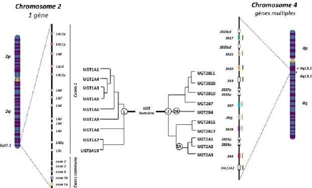 Figure 2. Localisation et organisation génomique des locus UGT1 et UGT2 humains. 