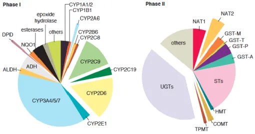 Figure  4.  Proportion  des  molécules  pharmacologiques  métabolisées  par  chacune  des classes d'enzymes de phase I et II