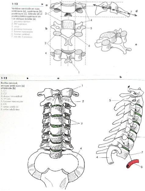 Illustration 1 : Ostéologie du rachis cervical (100,101). 
