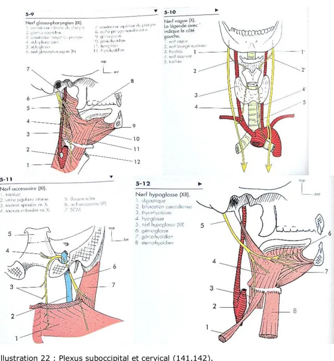 Illustration 21 : Nerfs crâniens voisins du rachis cervical (137–140). 