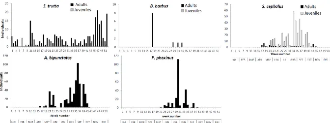 Figure 2: Pluriannual periodicity of capture at Berneau fish pass. Some species are divided into two groups of  individuals:  adult individuals (black) and juvenile individuals (grey)