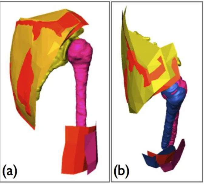 Figure 2 – Registration process of the anatomical surfaces in the kinematics coordinate system – (a) registration  of the  A fullScapulaClust (yellow) on  K fullScapulaClust (orange); same transformation is applied to the scapula  (yellow),  the  humerus  